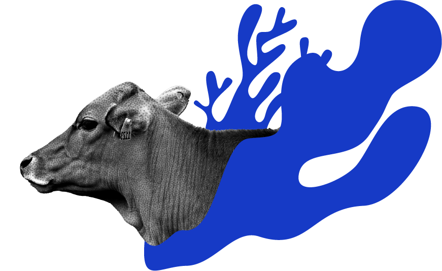 cow-image